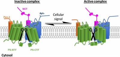 γ-Secretase Modulatory Proteins: The Guiding Hand Behind the Running Scissors